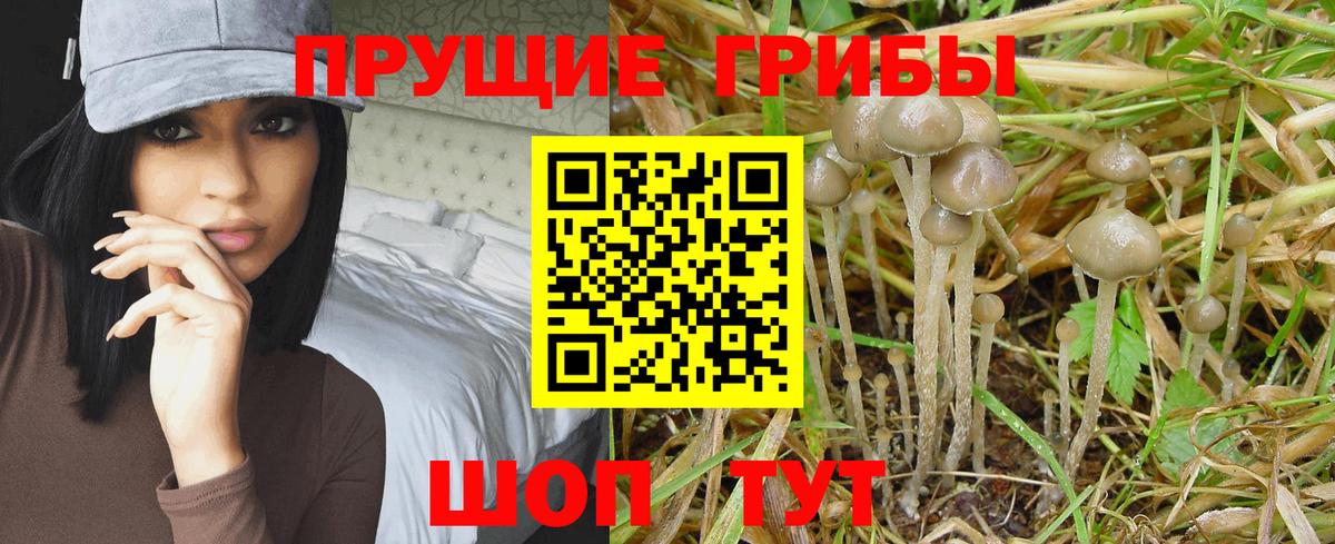 Псилоцибиновые грибы GOLDEN TEACHER Богородск